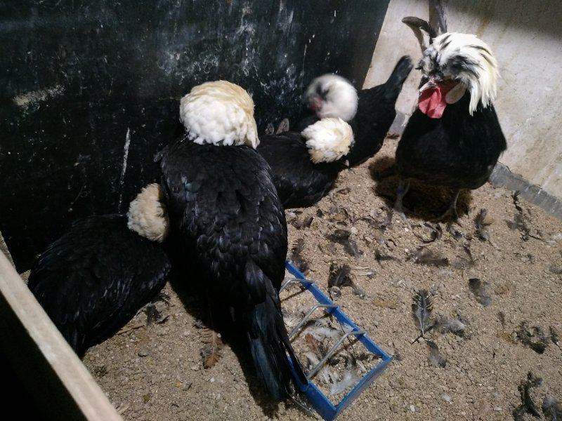 种鸡帽子鸡黑体白头帽子鸡波兰帽子鸡黄帽子鸡