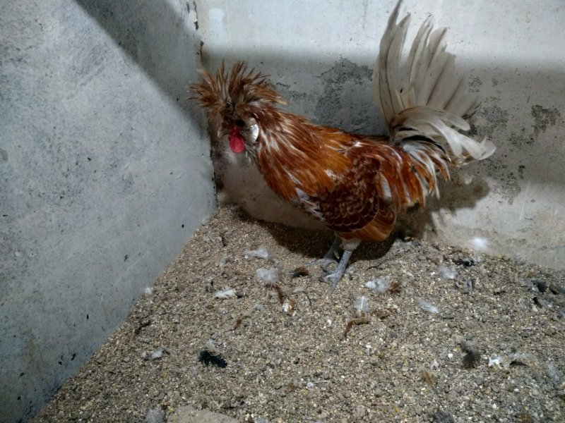 种鸡帽子鸡黑体白头帽子鸡波兰帽子鸡黄帽子鸡