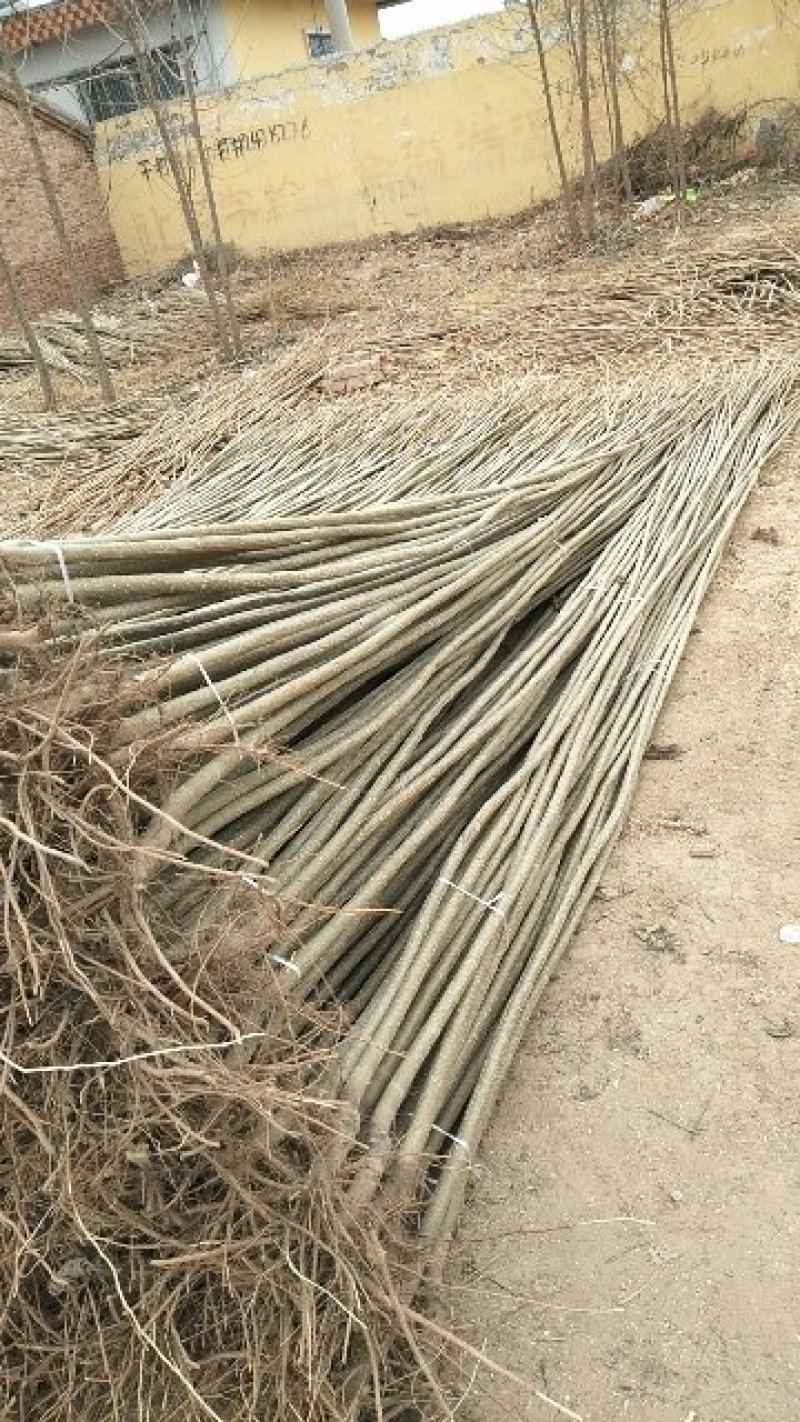 优质107杨树苗杨树苗基地直发可视频看货