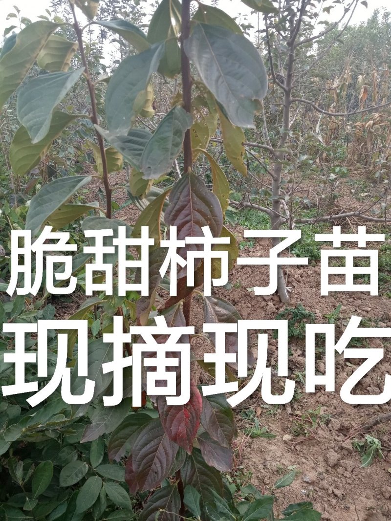 正宗进口脆柿嫁接苗果实即摘即吃自然脱涩个大无核脆甜可囗