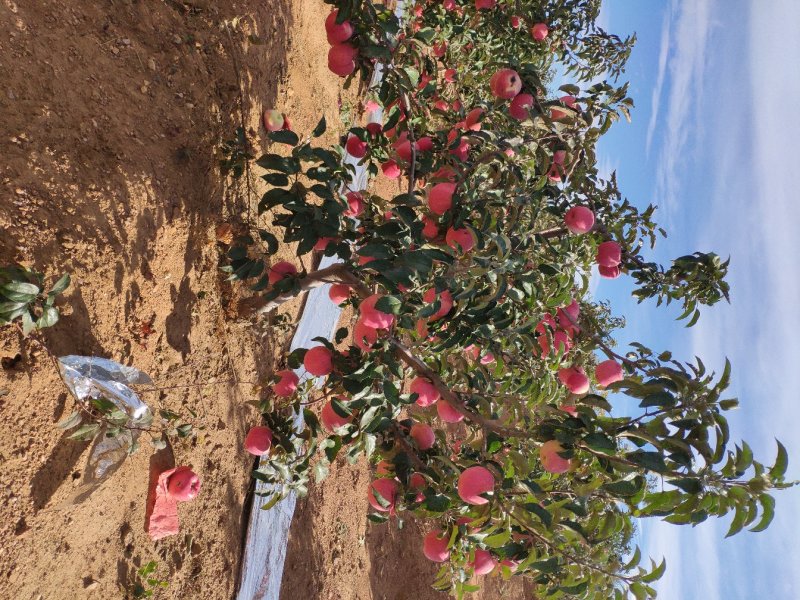 韩富苹果，乔纳金苹果，富士，