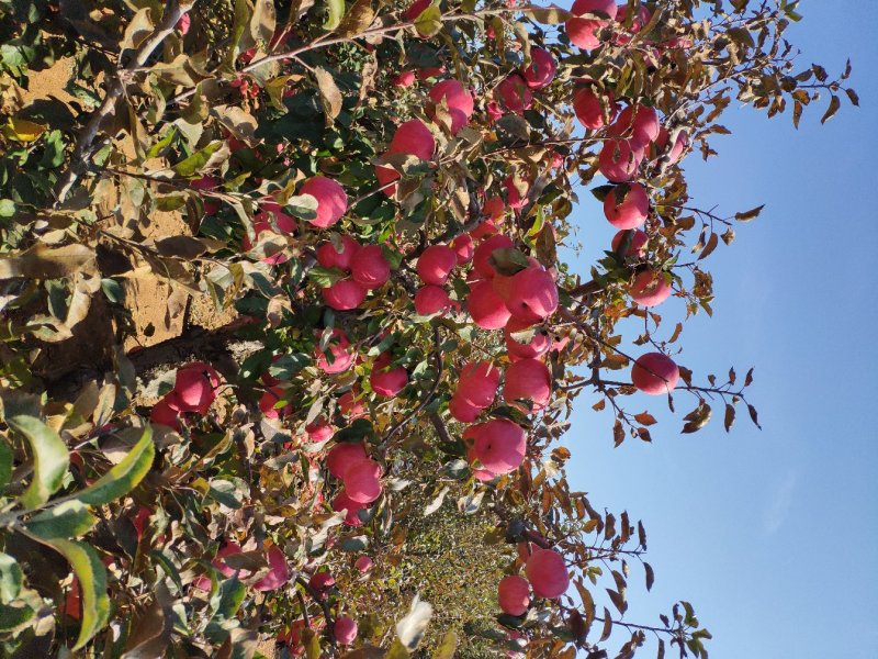 韩富苹果，乔纳金苹果，富士，