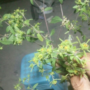 豨签草