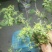 豨签草