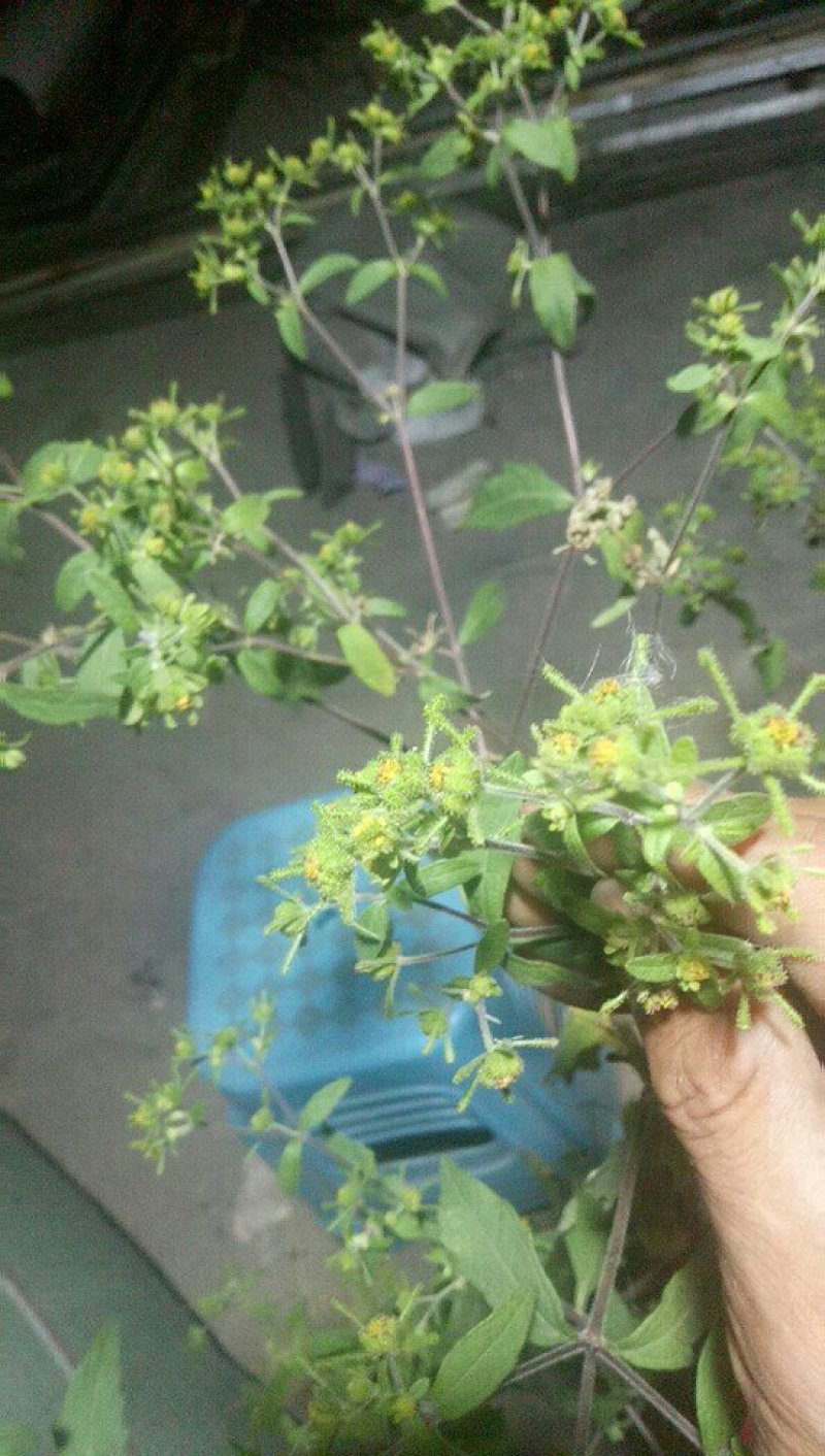 豨签草