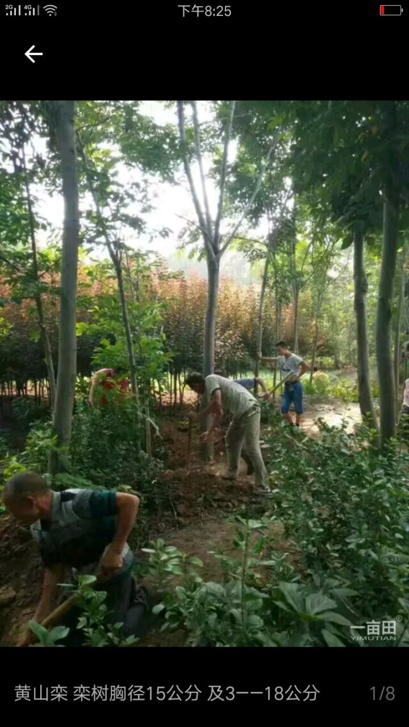 栾树
