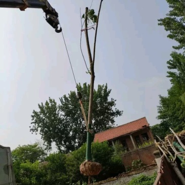栾树