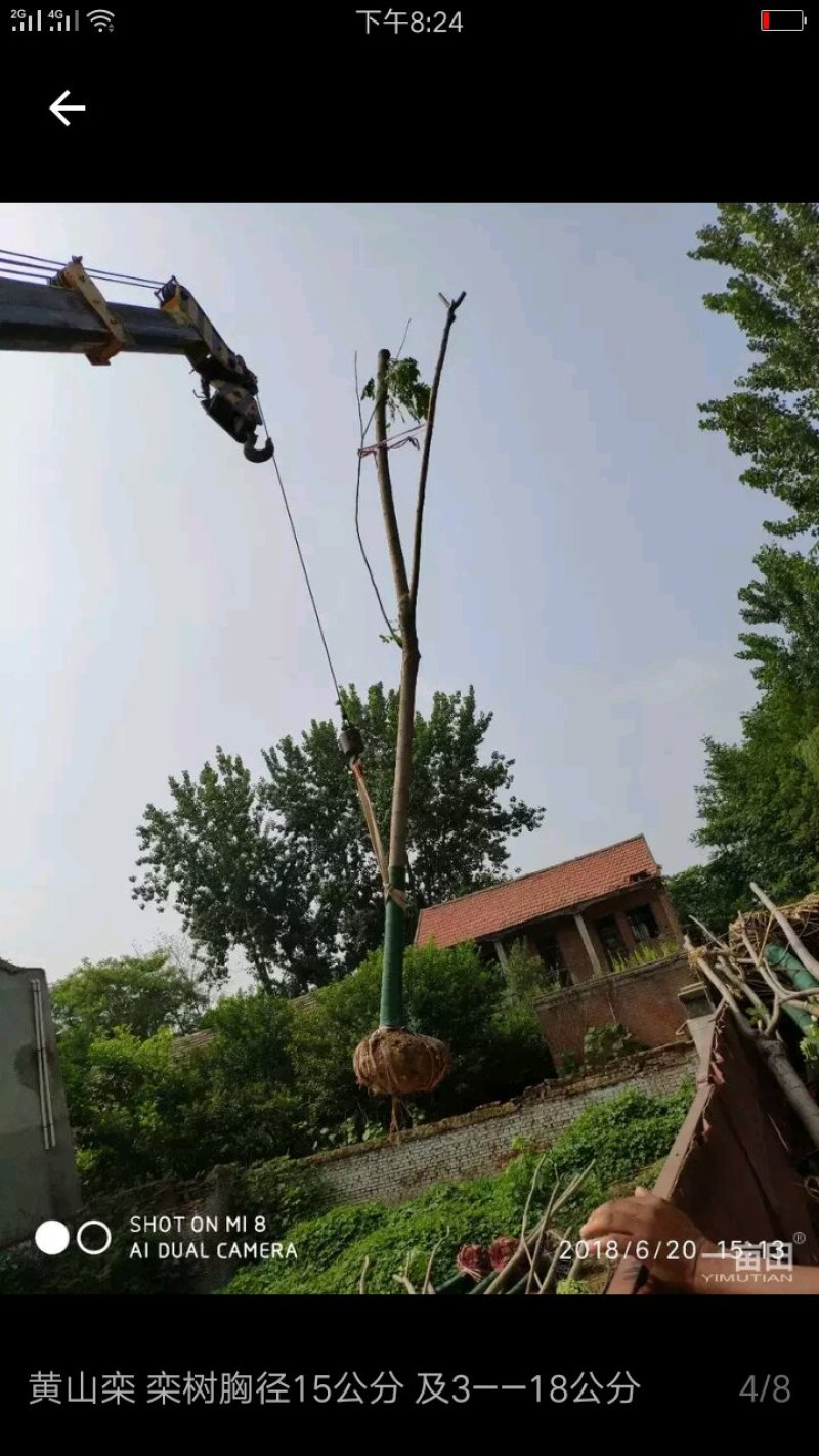 栾树