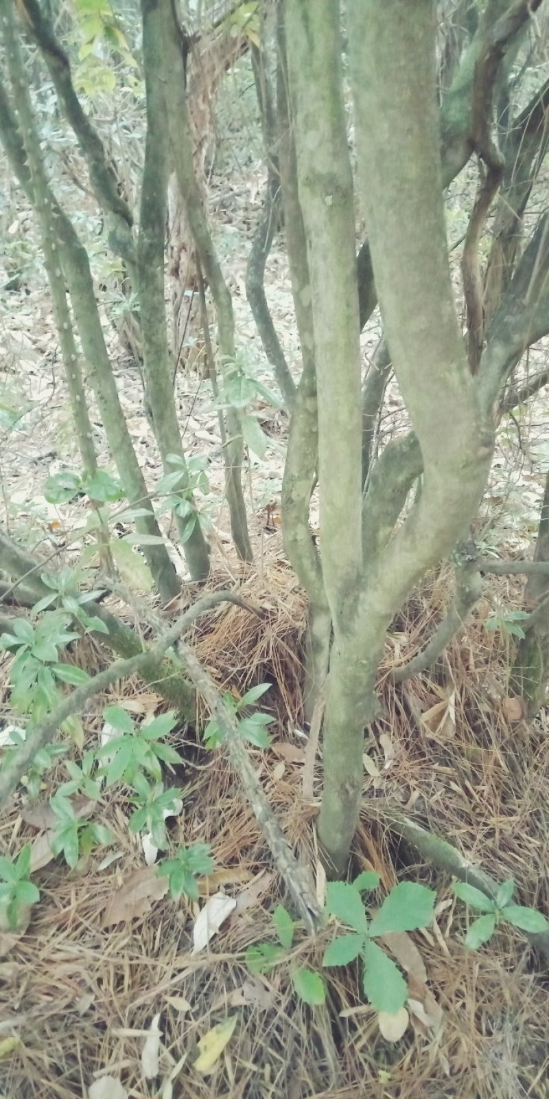 出售，大红花，映山红