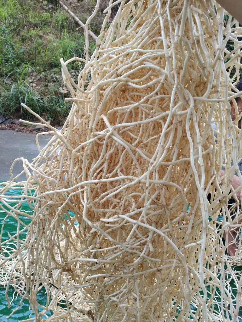 鱼腥草，新货上市又白又嫩