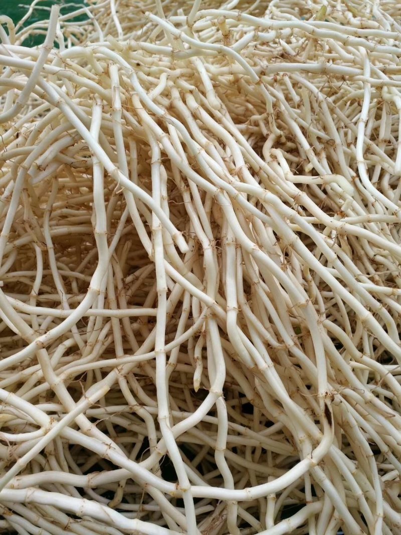 鱼腥草，新货上市又白又嫩