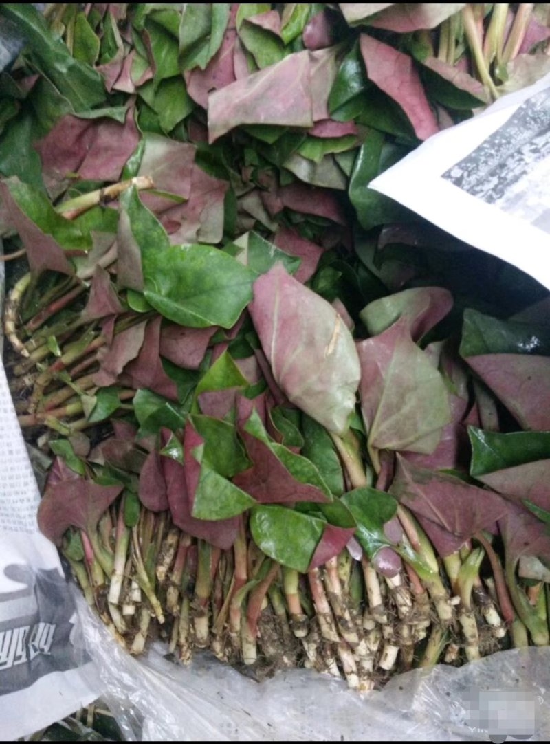 鱼腥草，新货上市又白又嫩