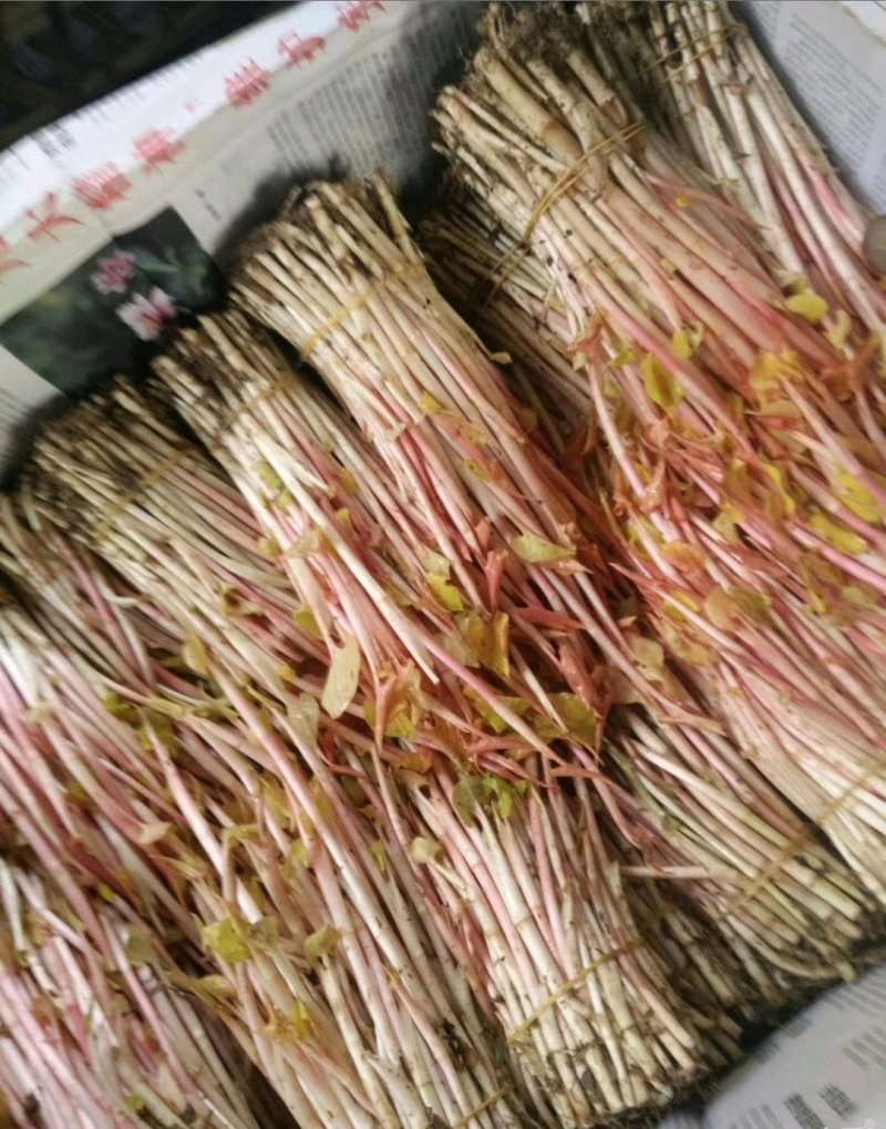 鱼腥草，新货上市又白又嫩