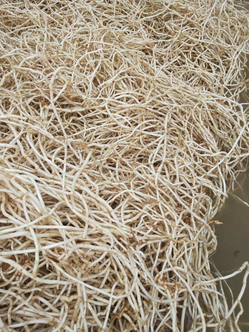鱼腥草，新货上市又白又嫩
