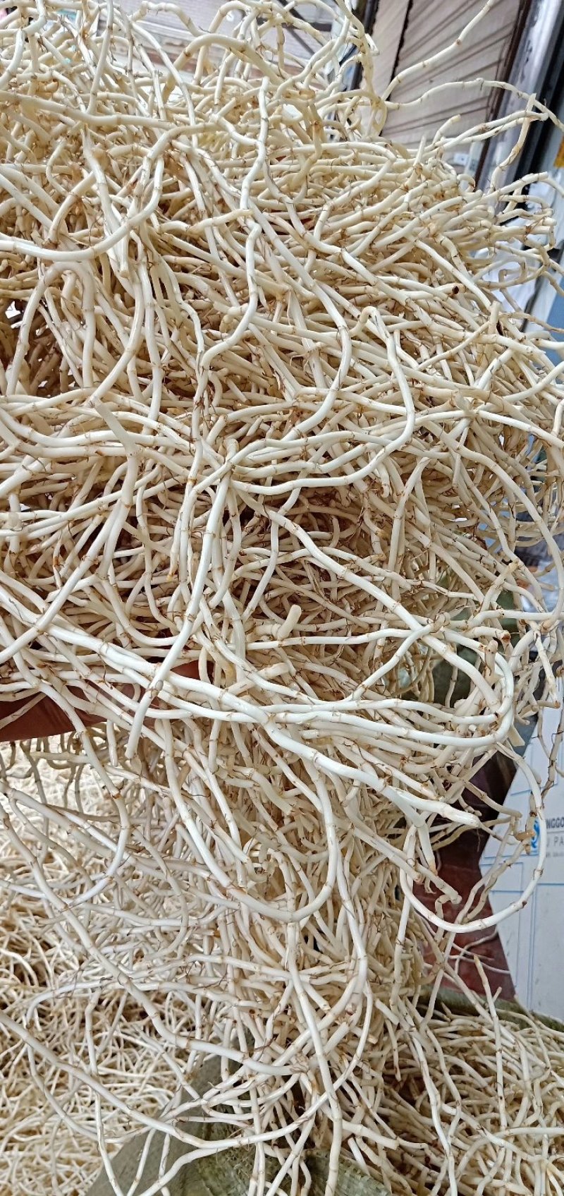 鱼腥草，新货上市又白又嫩