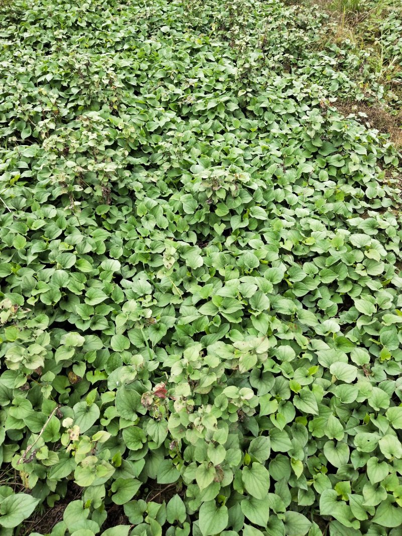 鱼腥草，新货上市又白又嫩