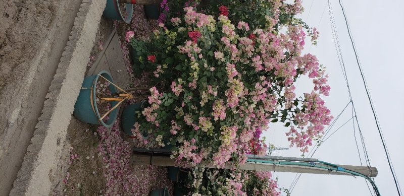 三角梅，叶子花