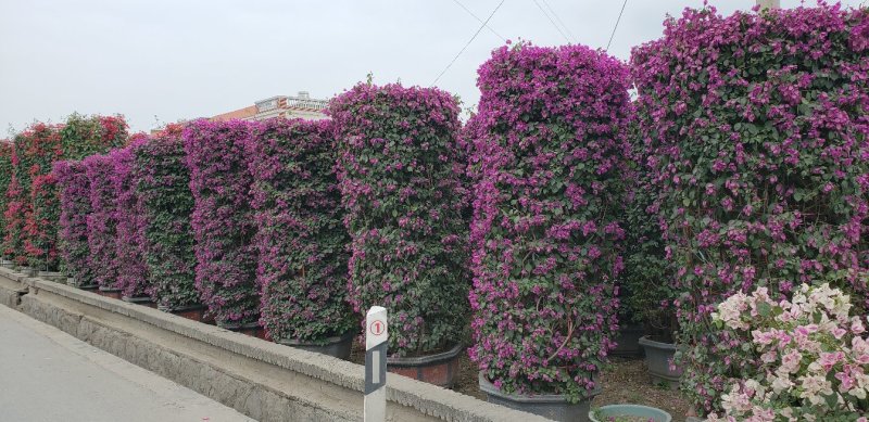 三角梅，叶子花