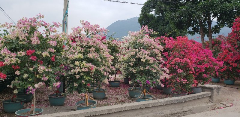三角梅，叶子花