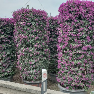 三角梅，叶子花