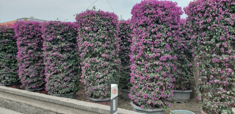 三角梅，叶子花