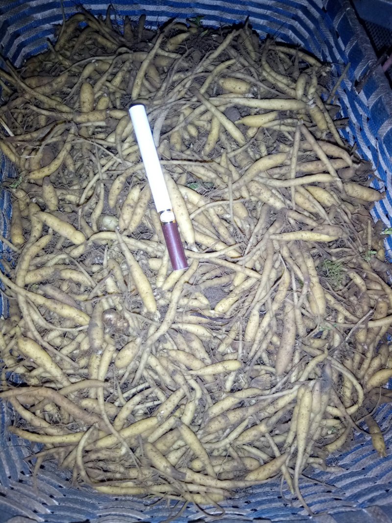 太子参种苗