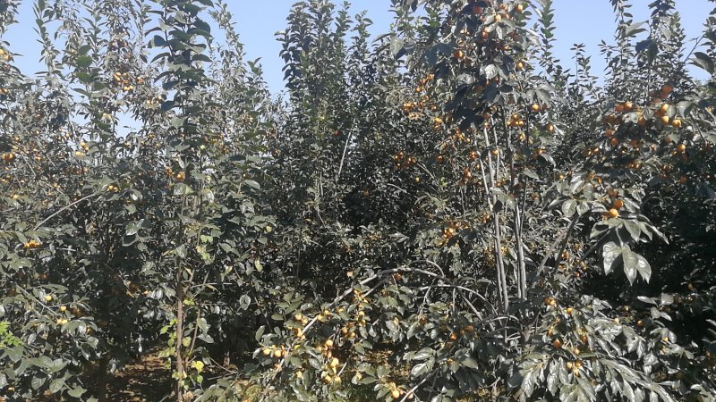 各种果树苗绿化树