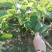 红宝石芭乐苗