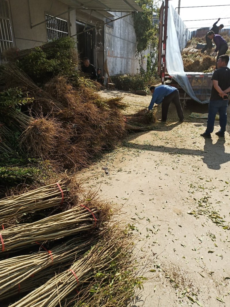 【红石榴苗】南边种植包邮石榴千层花石榴果石榴南边种植包邮