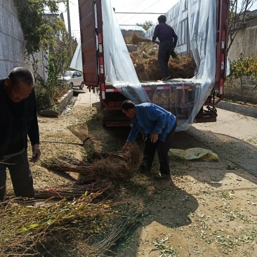 【红石榴苗】南边种植包邮石榴千层花石榴果石榴南边种植包邮
