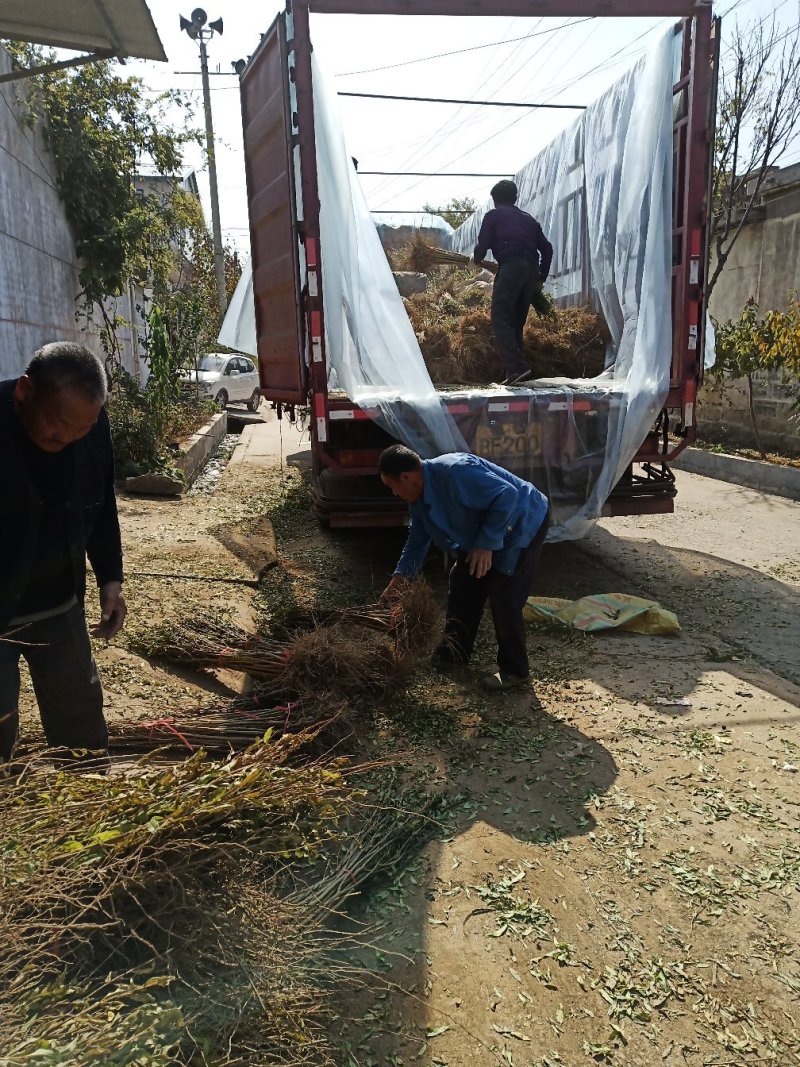 【红石榴苗】南边种植包邮石榴千层花石榴果石榴南边种植包邮