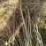 【红石榴苗】南边种植包邮石榴千层花石榴果石榴南边种植包邮