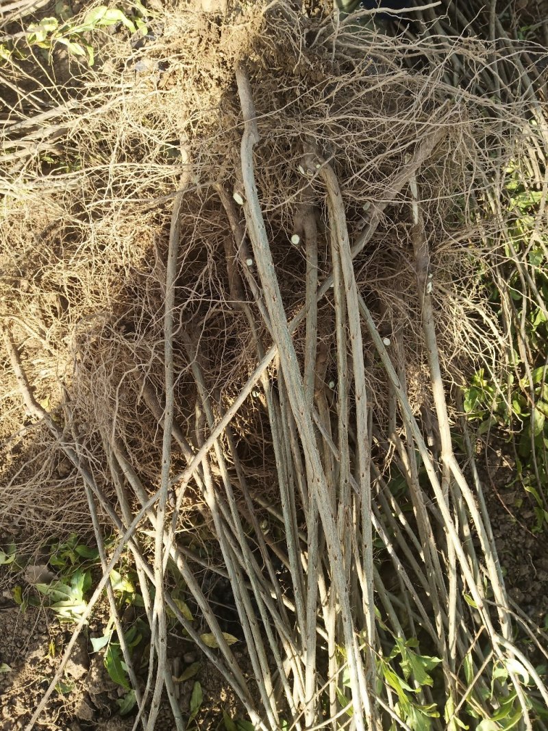 【红石榴苗】南边种植包邮石榴千层花石榴果石榴南边种植包邮