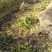 【红石榴苗】南边种植包邮石榴千层花石榴果石榴南边种植包邮