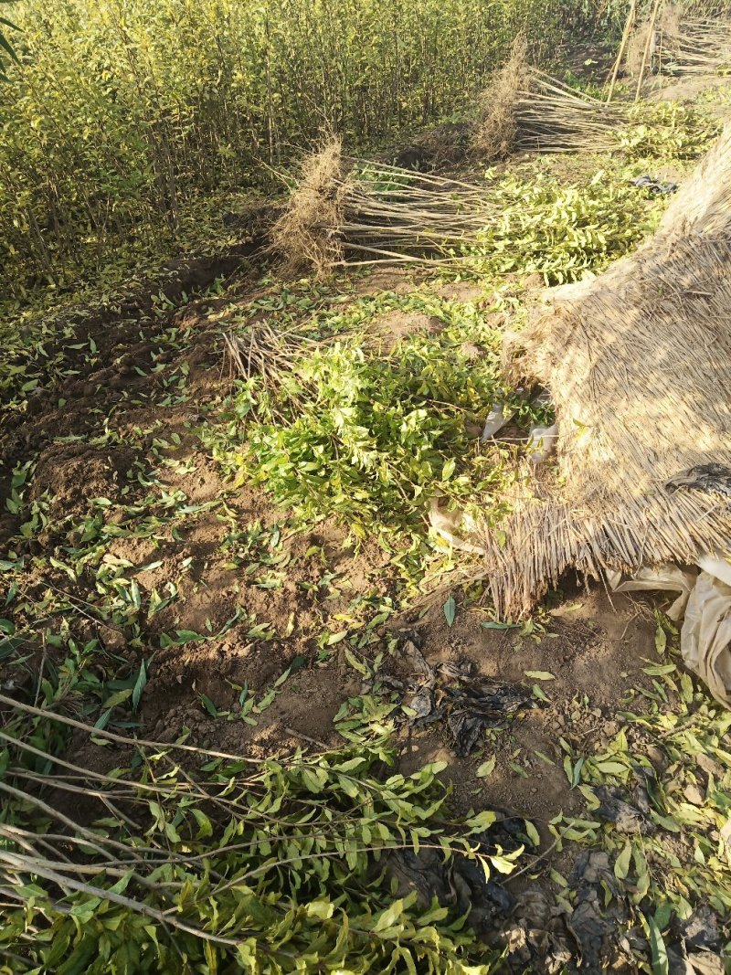 【红石榴苗】南边种植包邮石榴千层花石榴果石榴南边种植包邮