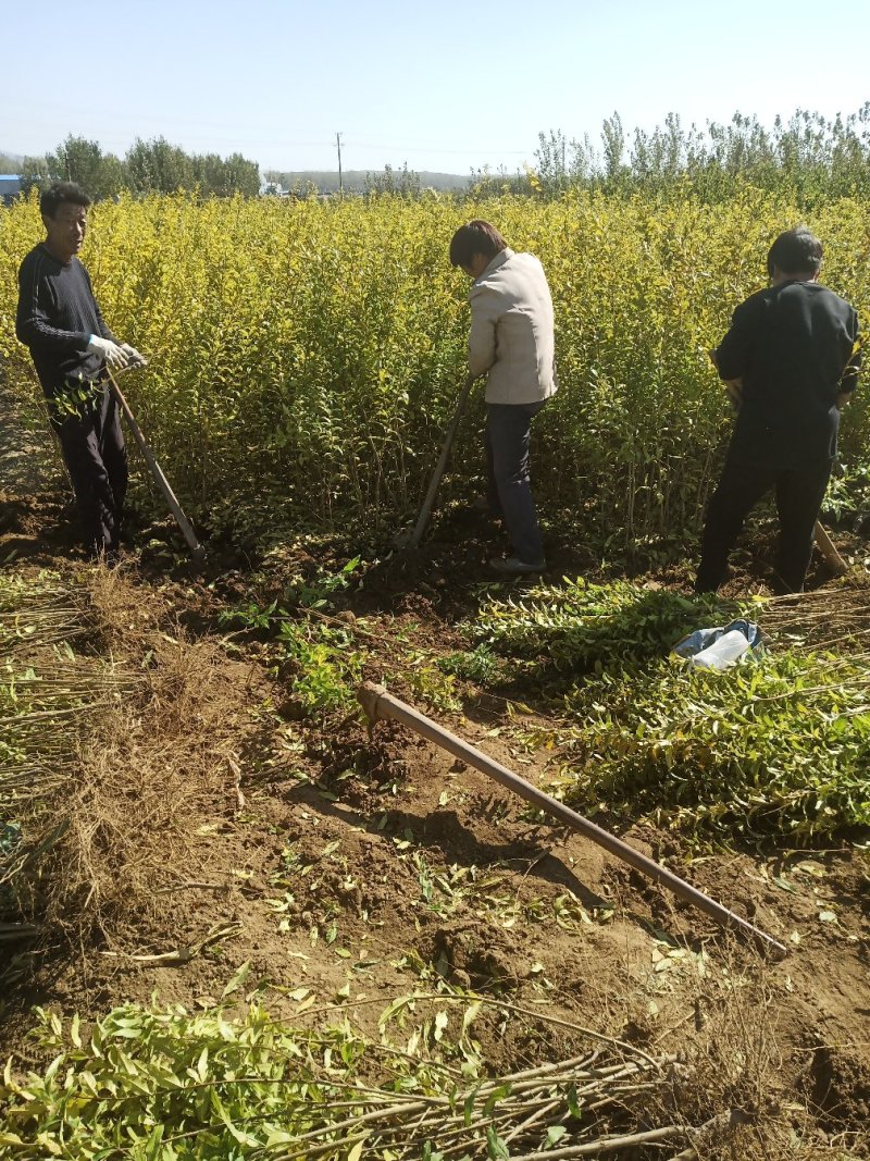 【红石榴苗】南边种植包邮石榴千层花石榴果石榴南边种植包邮