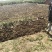 【红石榴苗】南边种植包邮石榴千层花石榴果石榴南边种植包邮