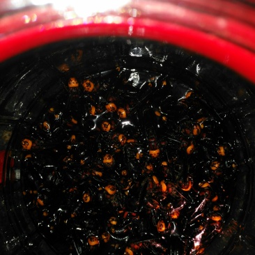 活体胡蜂泡酒，
