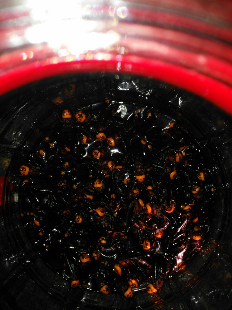 活体胡蜂泡酒，