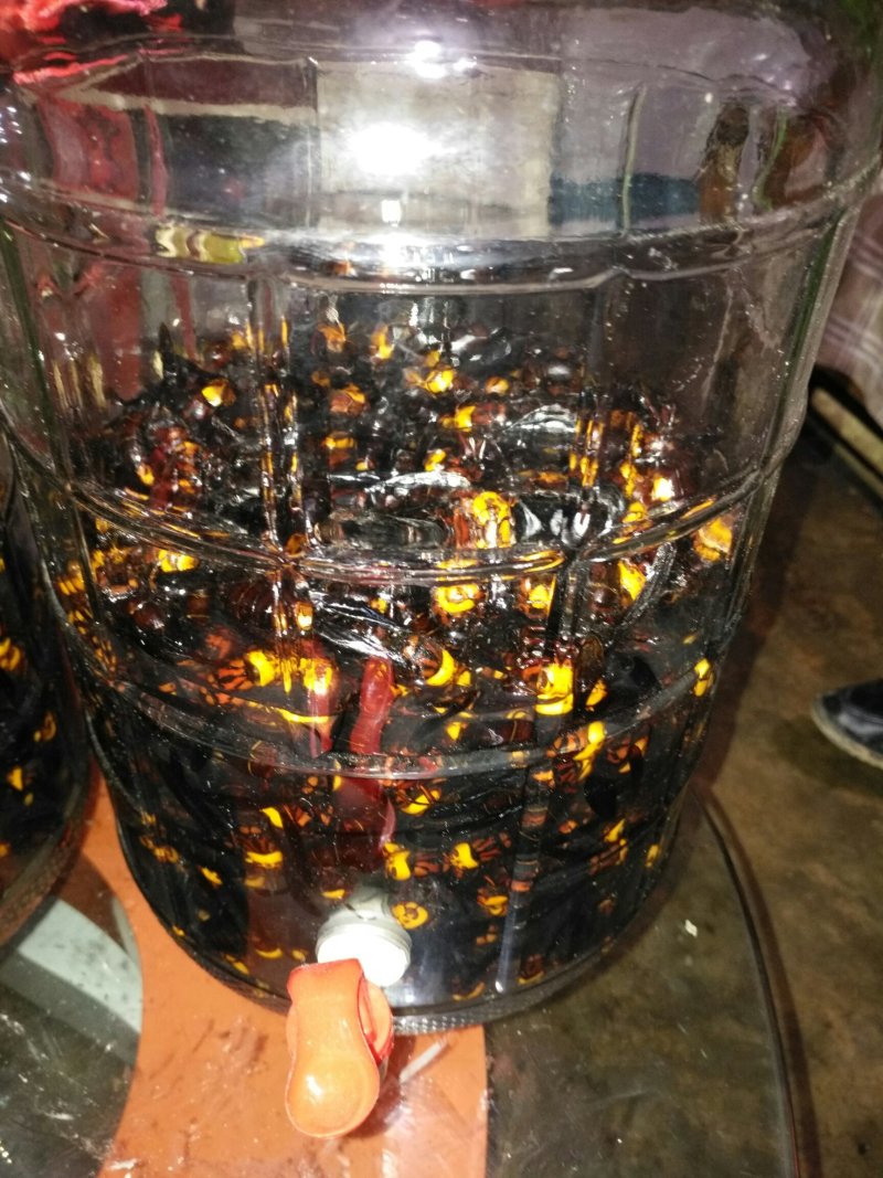 活体胡蜂泡酒，