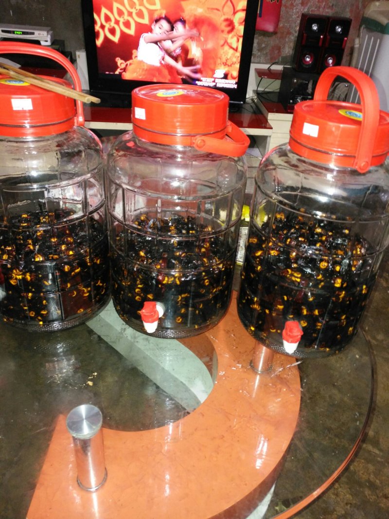 活体胡蜂泡酒，