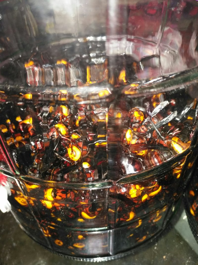 活体胡蜂泡酒，