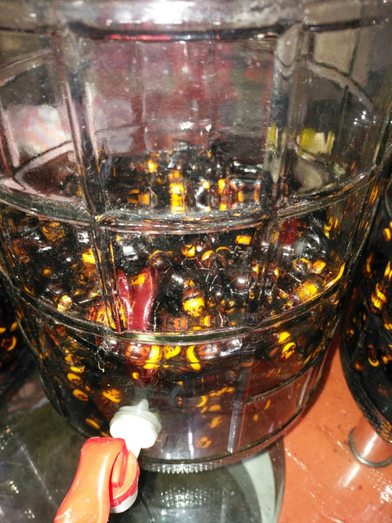 活体胡蜂泡酒，