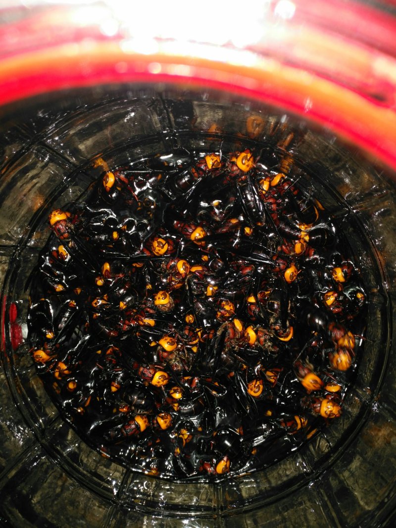 活体胡蜂泡酒，