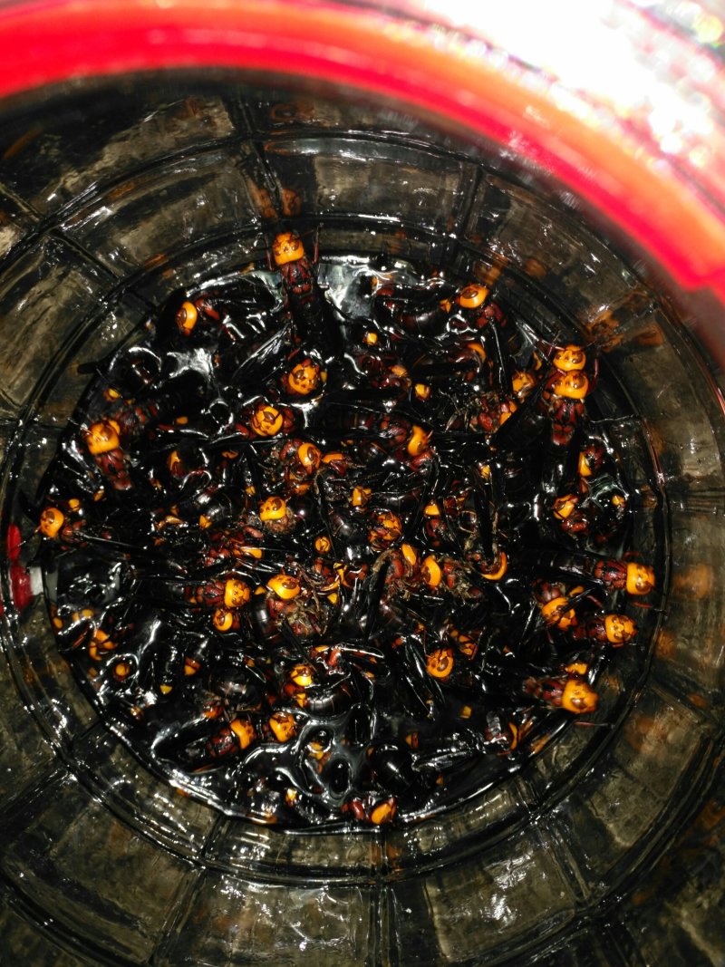 活体胡蜂泡酒，
