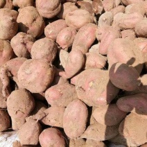 烟薯25产地批发市场，大量货源山东红薯货源充足