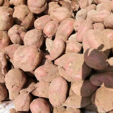烟薯25产地批发市场,大量货源山东红薯货源充足