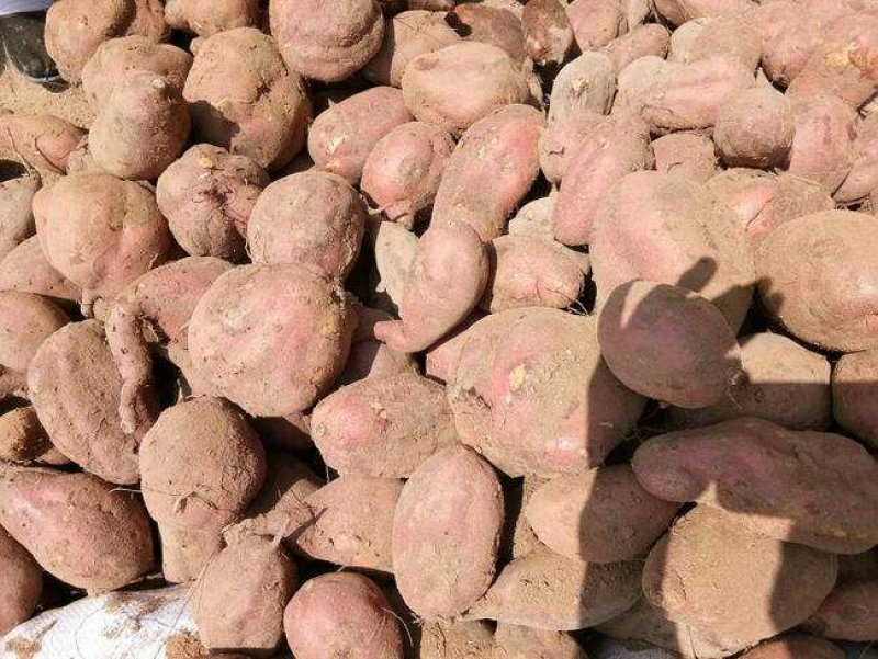 烟薯25产地批发市场，大量货源山东红薯货源充足