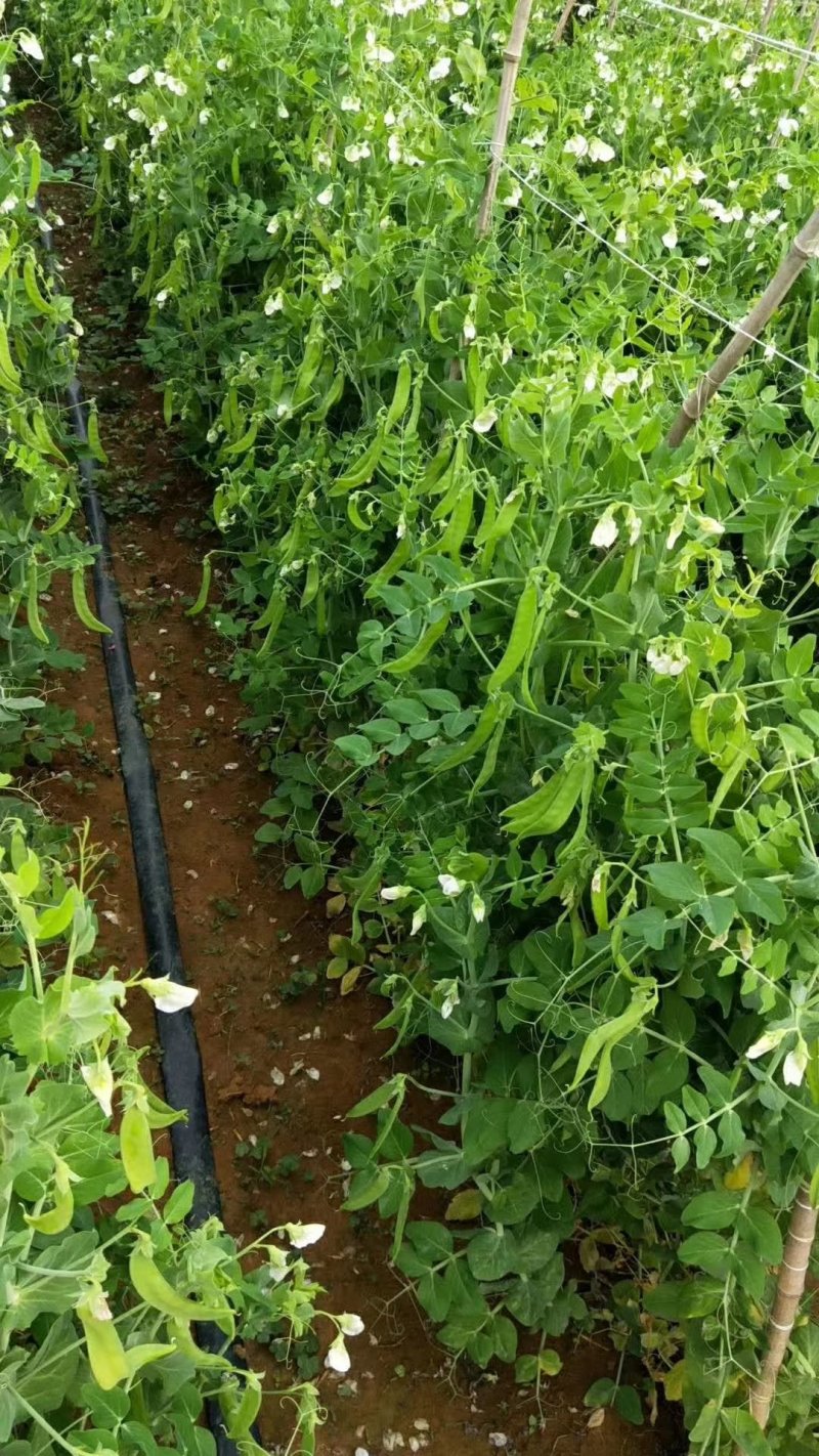广西荷兰豆一手货源产地直销