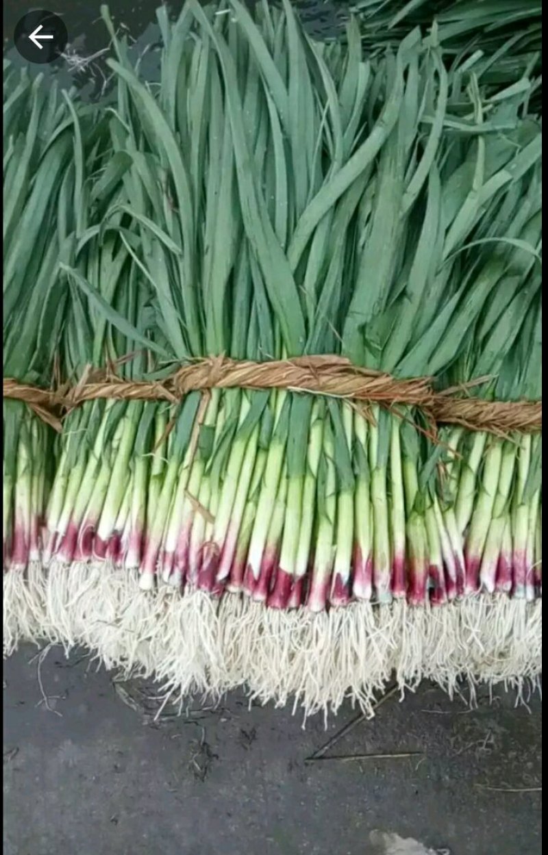 红根蒜苗